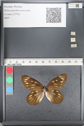 Media type: image;   Entomology 130304
